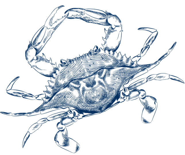 Choptank crab illustration